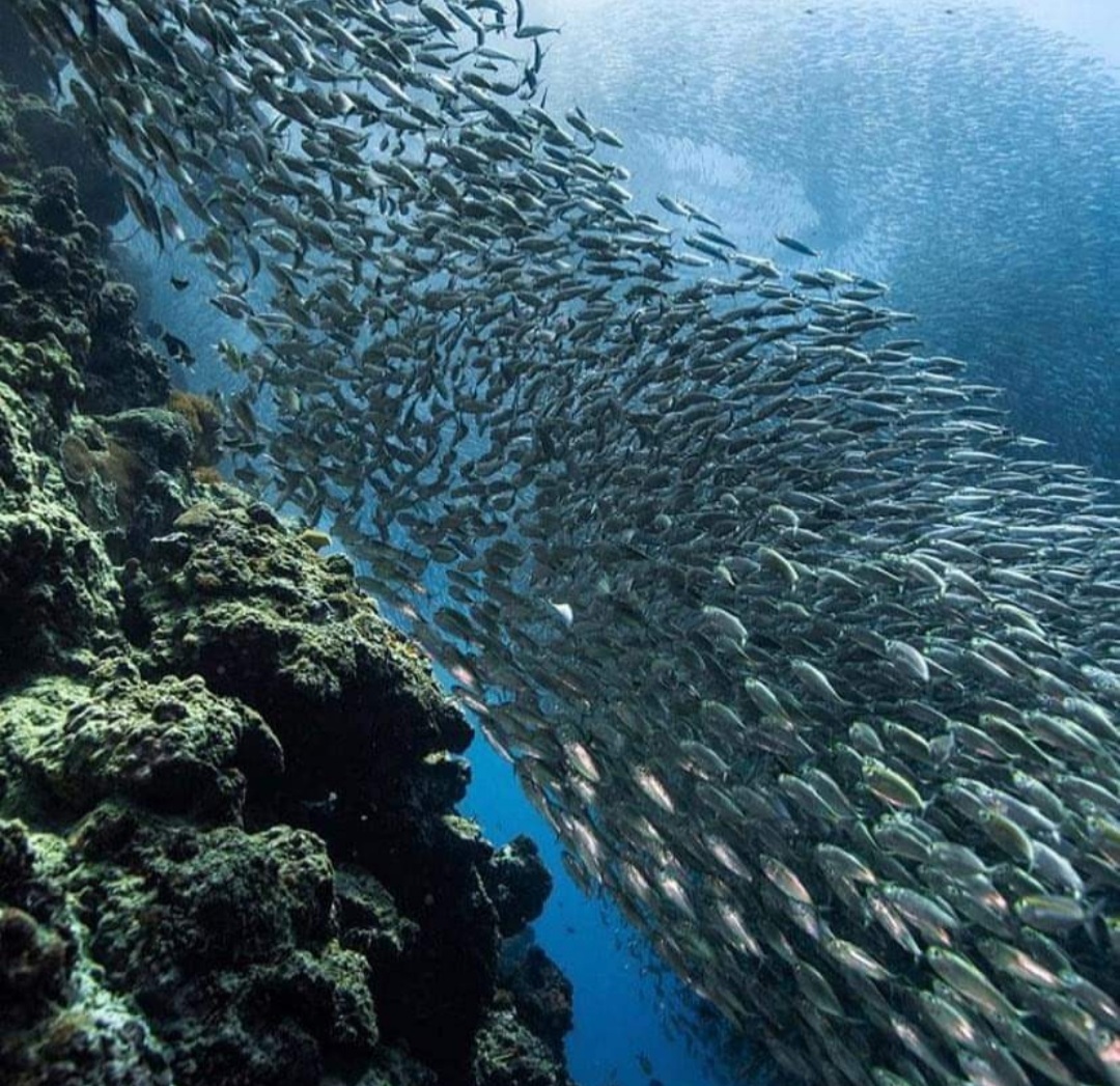 Cebu, Moalboal Sardines Run